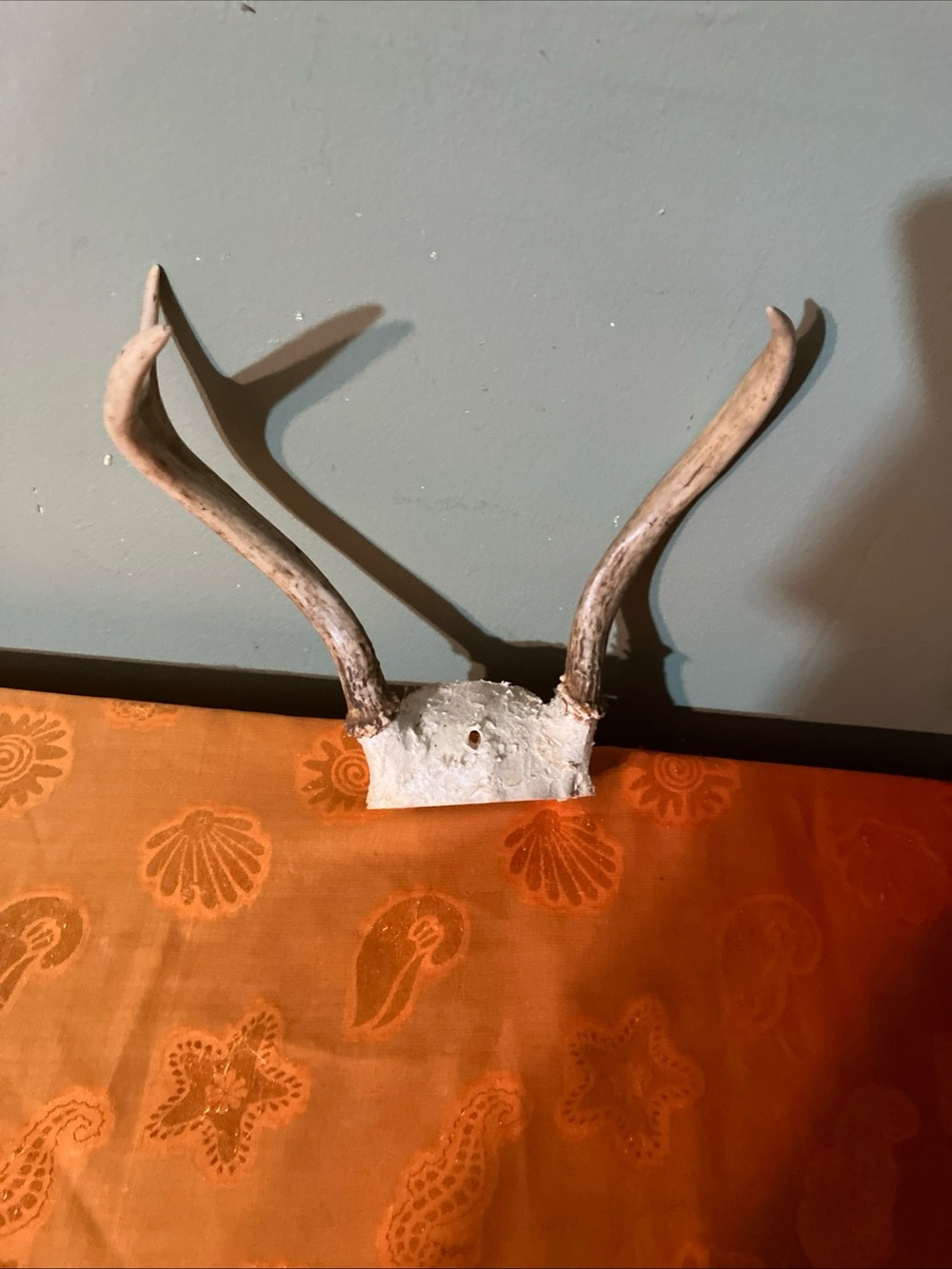 Whitetail Deer Antlers 3 Point Buck-c